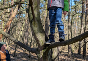 Chłopiec stoi na drzewie