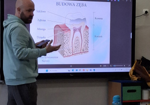 Prezentacja modelu budowy zęba.