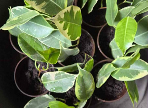 roślinki w doniczkach