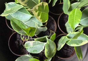 roślinki w doniczkach