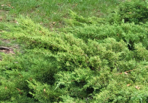 wiewiórka biegnie po trawie