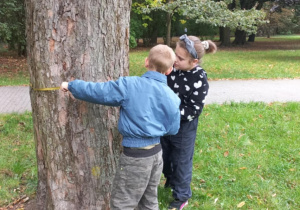 Dzieci mierzą pień drzewa miarką