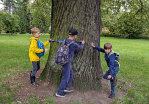 Dzieci mierzą pień drzewa miarką