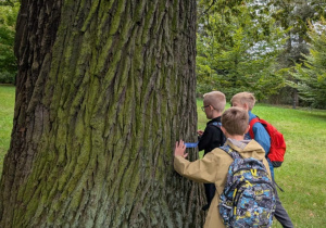 Dzieci mierzą pień drzewa miarką
