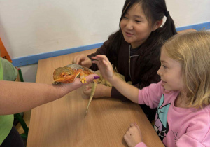 dziecko dotyka zwierzątka