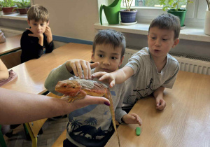 dziecko dotyka zwierzątka