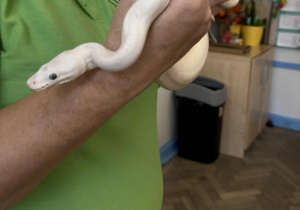 dziecko dotyka zwierzątka