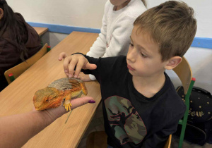 dziecko dotyka zwierzątka