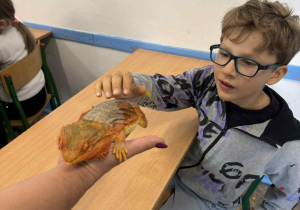 dziecko dotyka zwierzątka