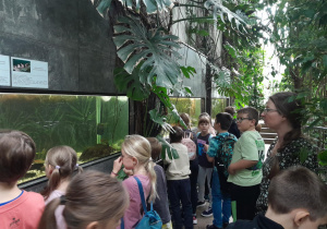 podziwianie glonojadów