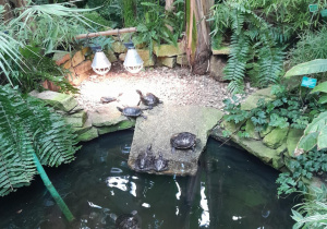 zwierzeta przy wodzie