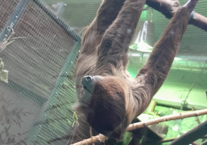 obserwowanie leniwca