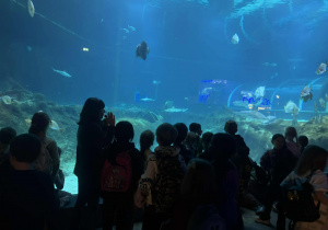 ogldanie pokazu z przewodnikiem