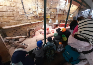 podglądanie surykatek