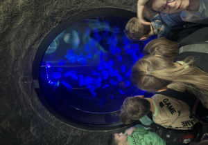 podziwianie podwodnego świata ryb