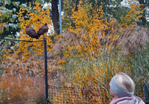 podziwianie wyjątkowych ptaków z bliska