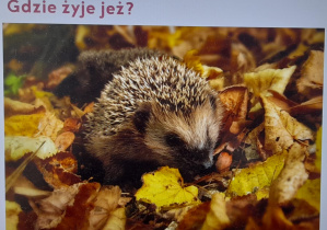 zdjęcie jeża