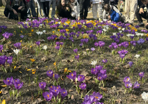 Uczniowie podziwiają kwitnące krokusy.