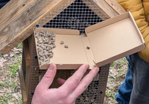 Larwy murarek w pudełku z tektury